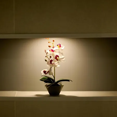 ماليبو مامايا